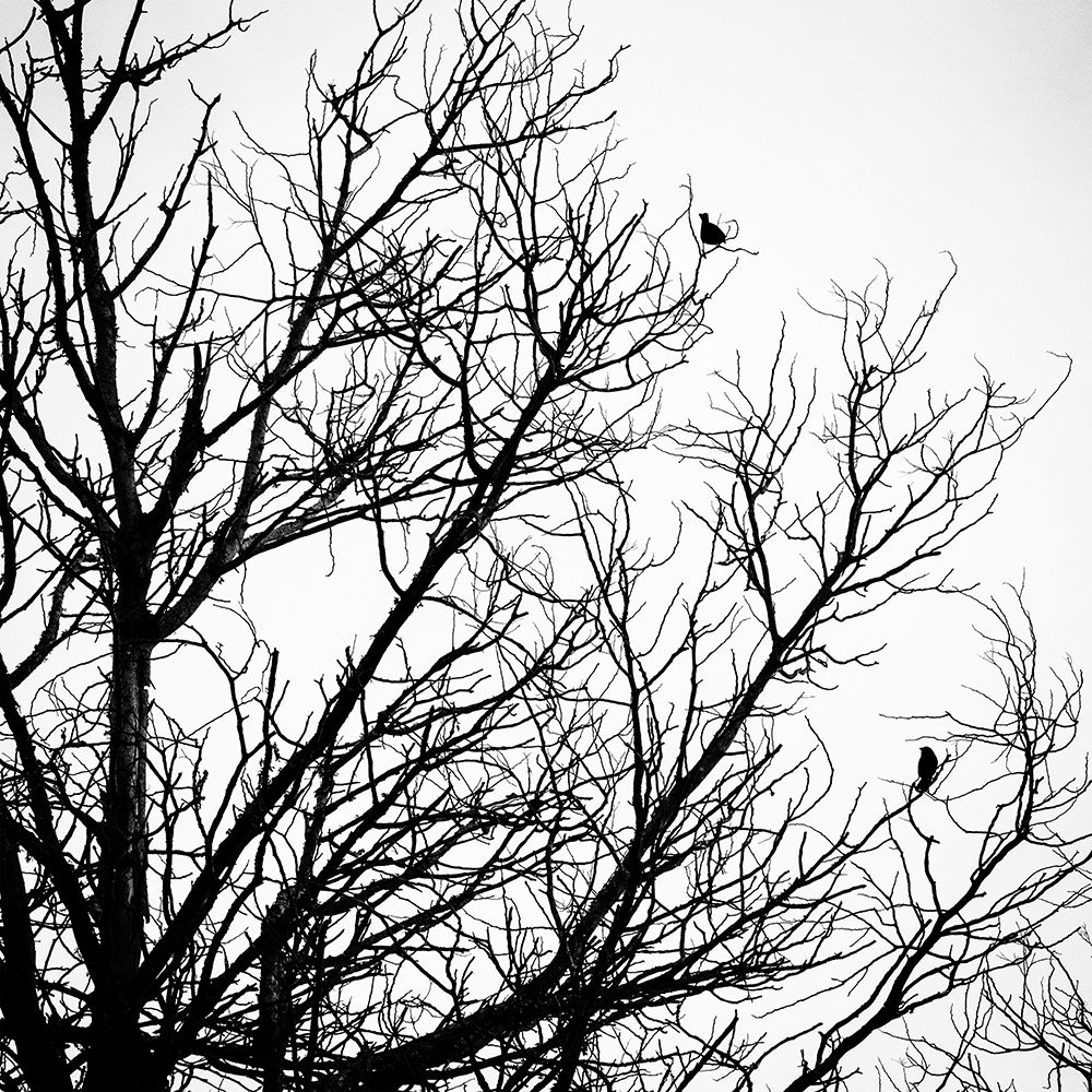 Winter Birds