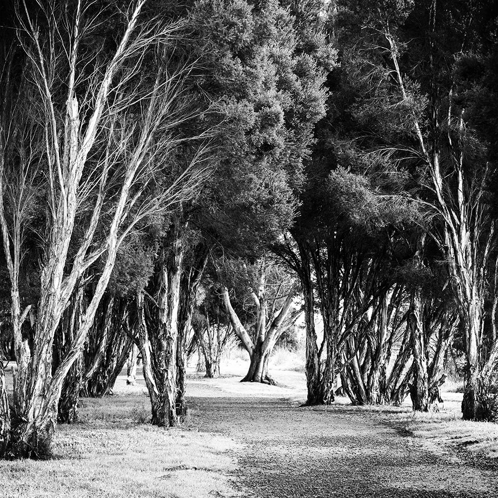 Winter Path Square