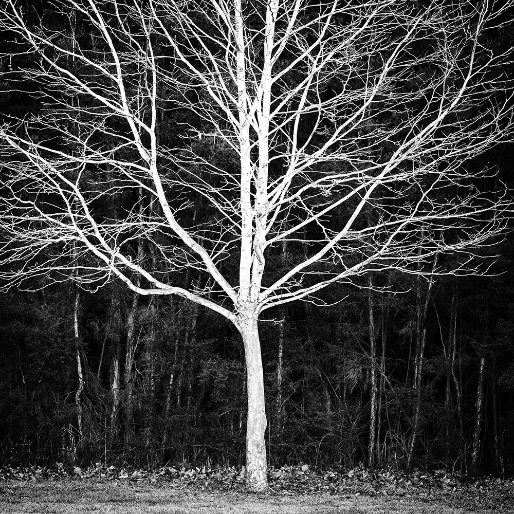 Winter Tree Square