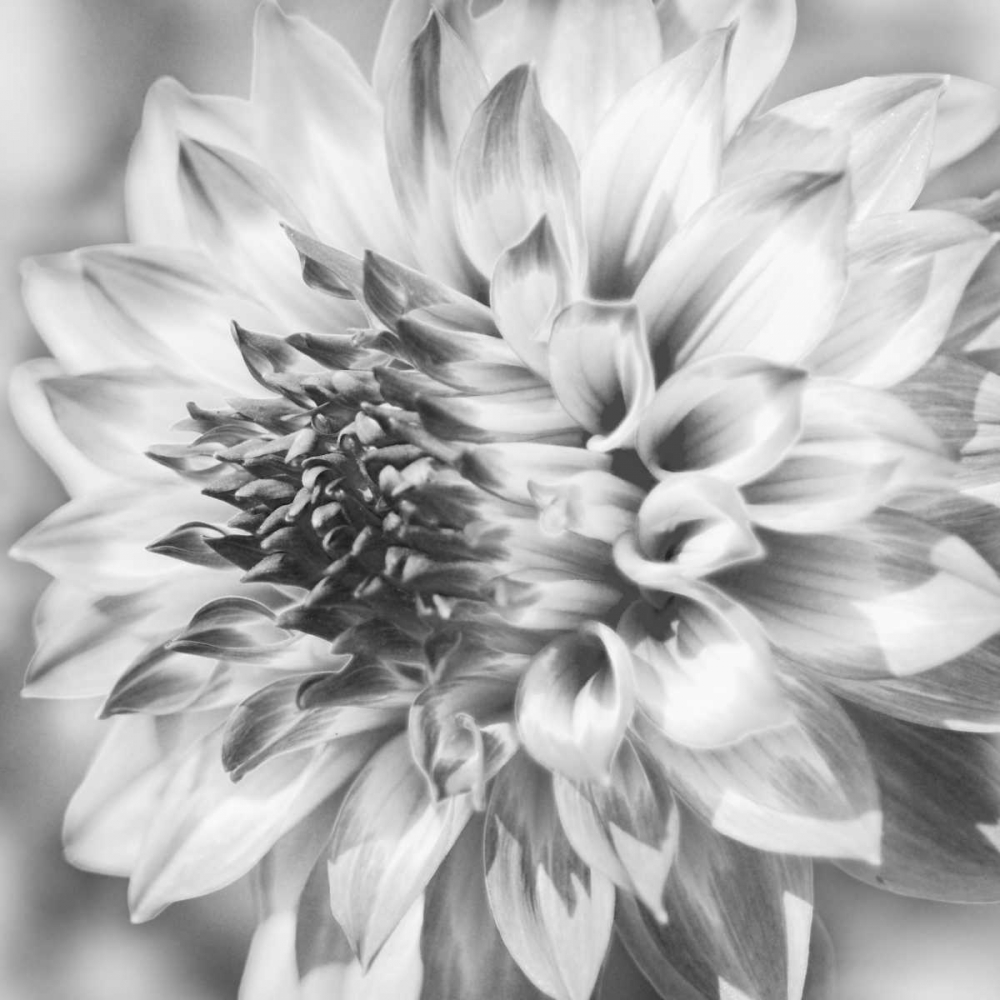 Black and White Dalia 1a