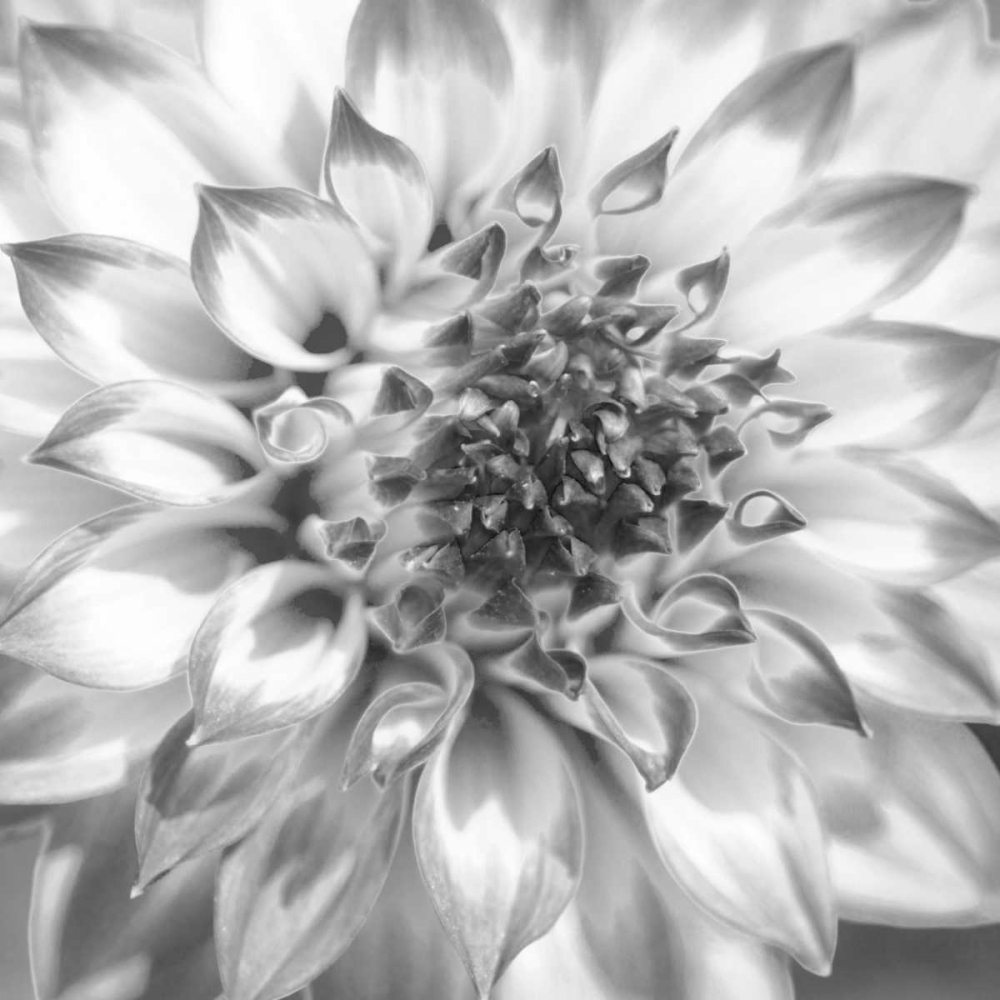 Black and White Dalia 4