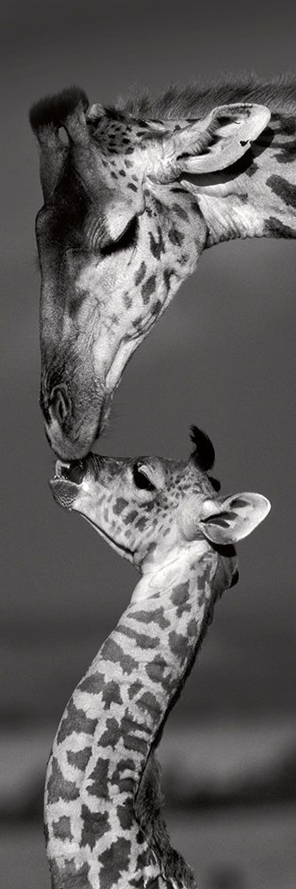 Masai Mara Giraffes
