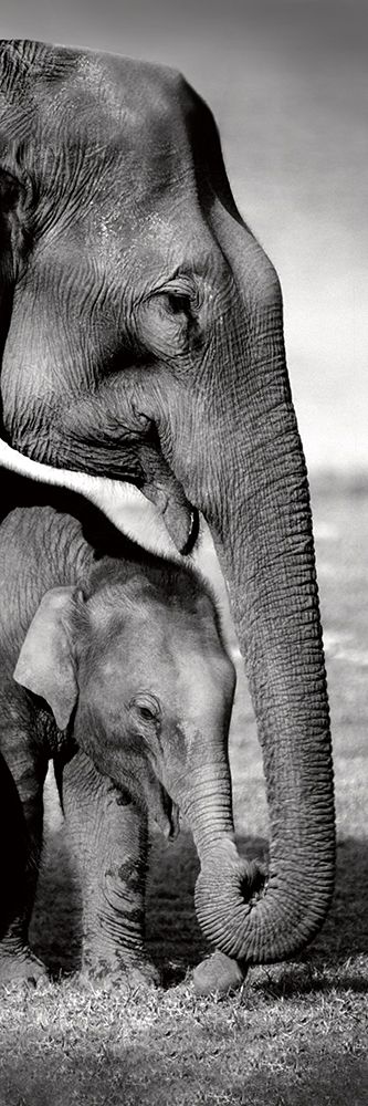 Indian Elephants