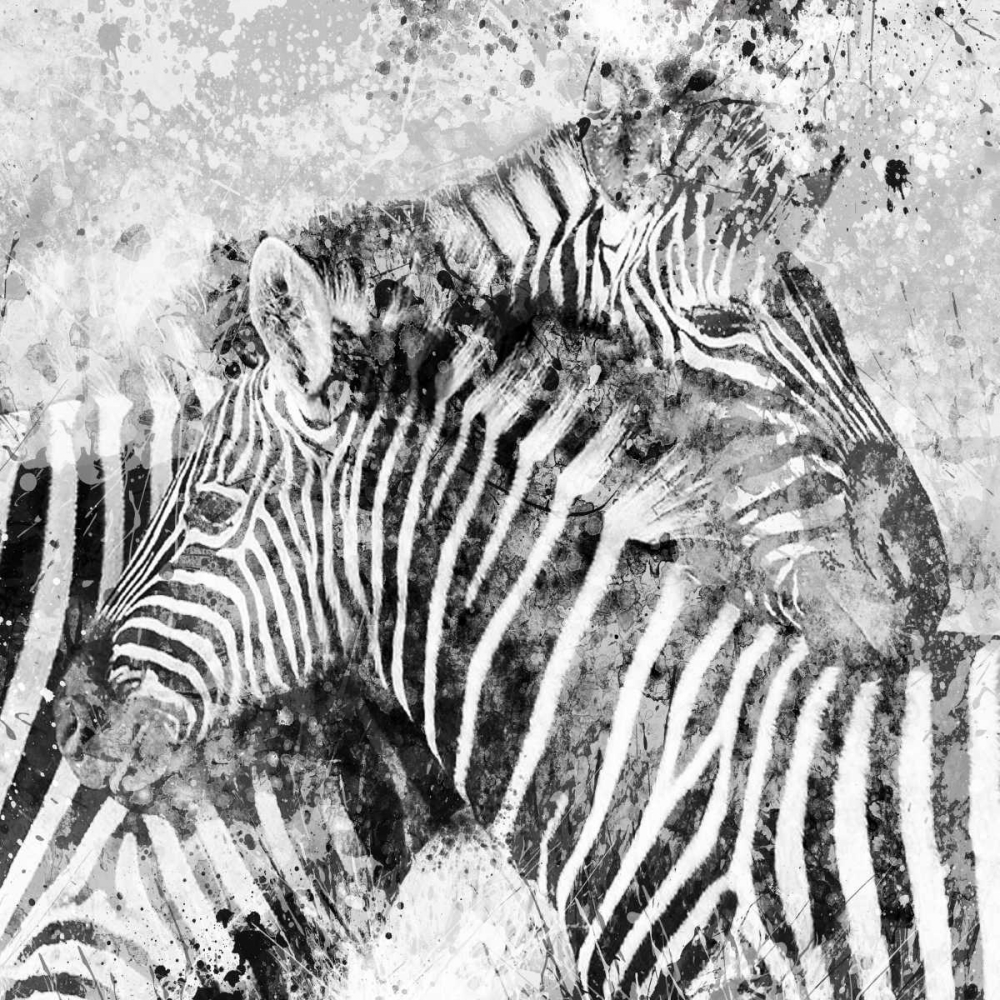Zebra Pair