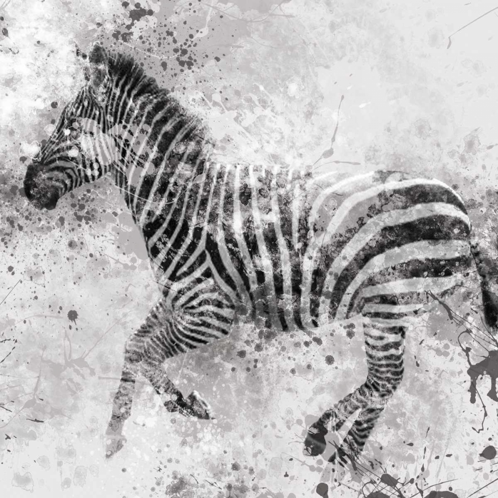 Zebra II