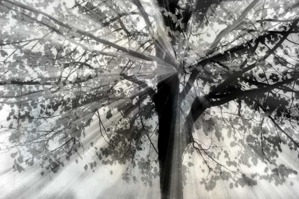 Story From Light and