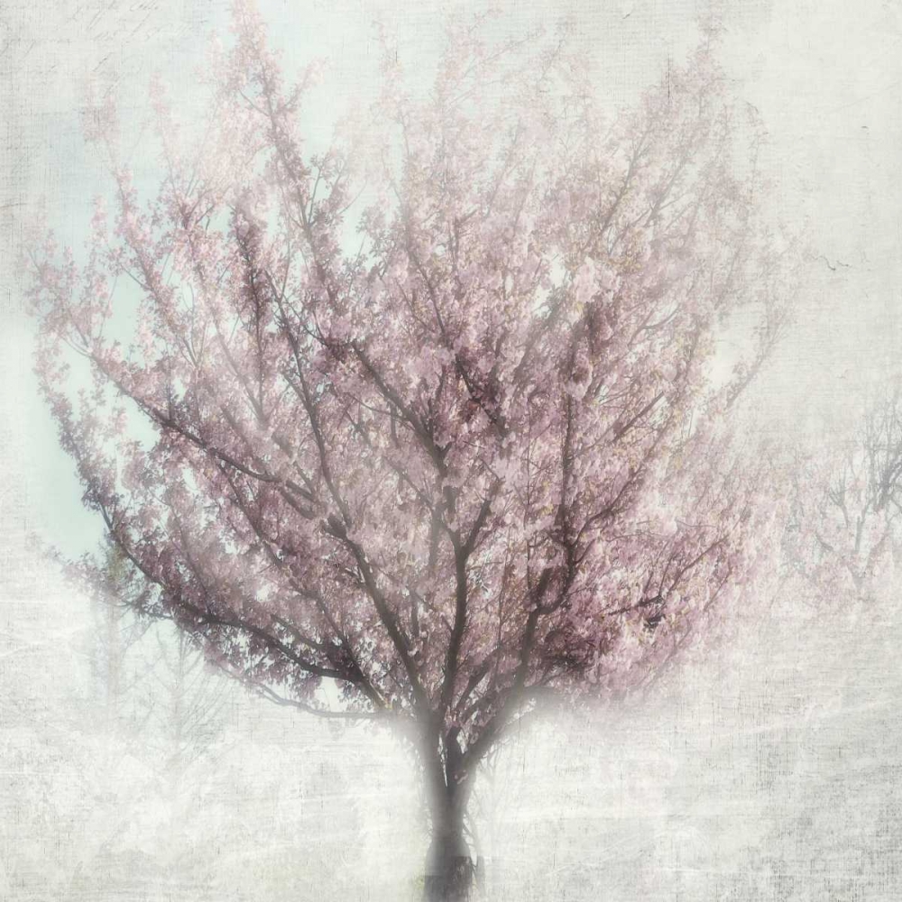 Blossoming of Spring