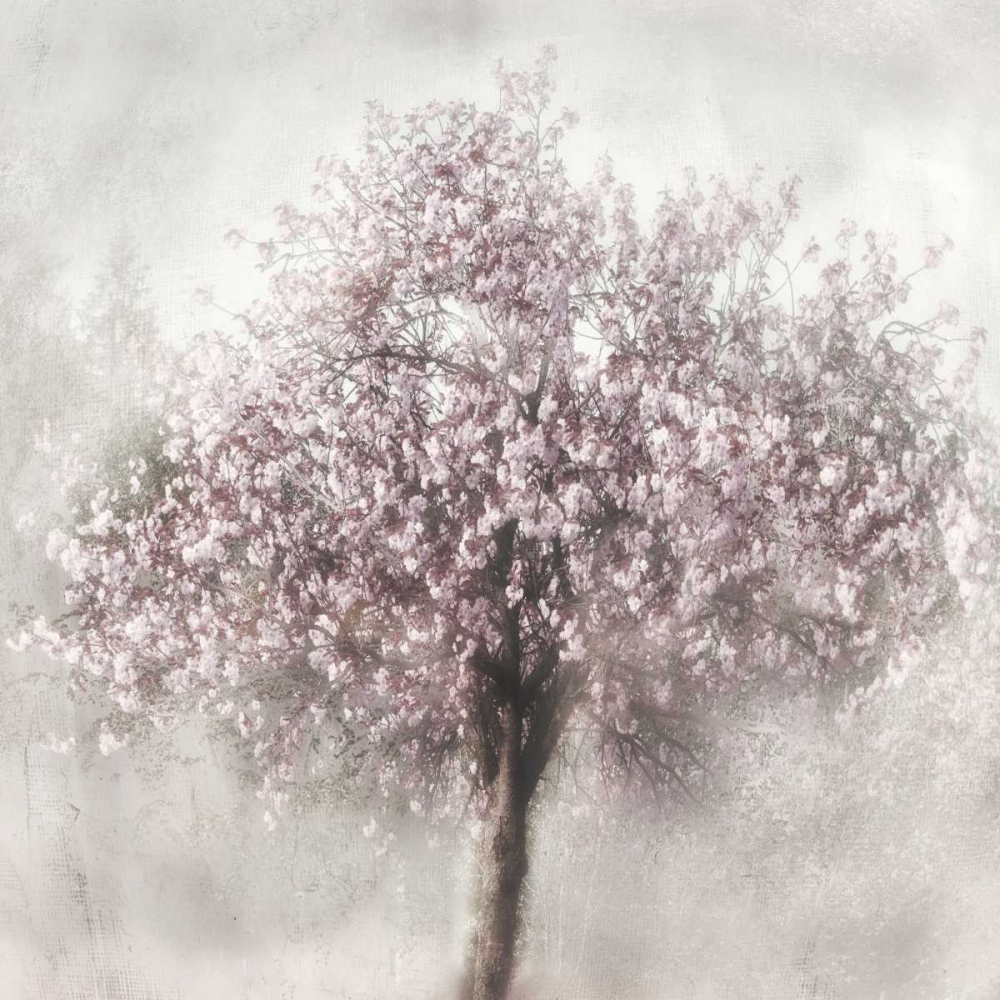 Blossoms of Spring II