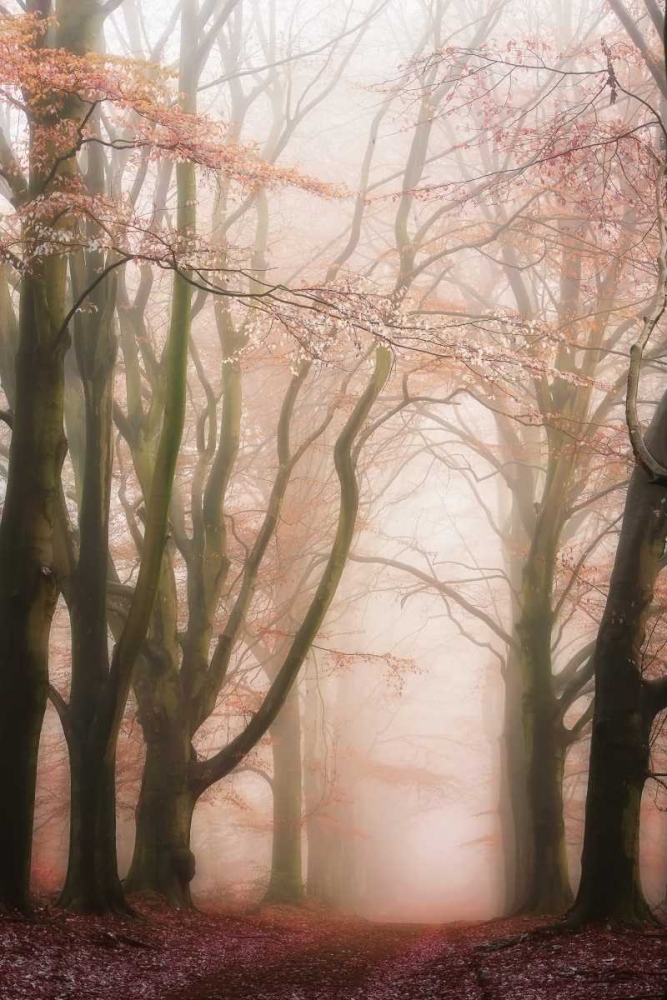 Pink Avenue