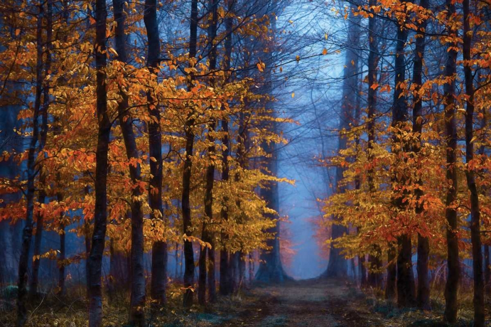 The Path of