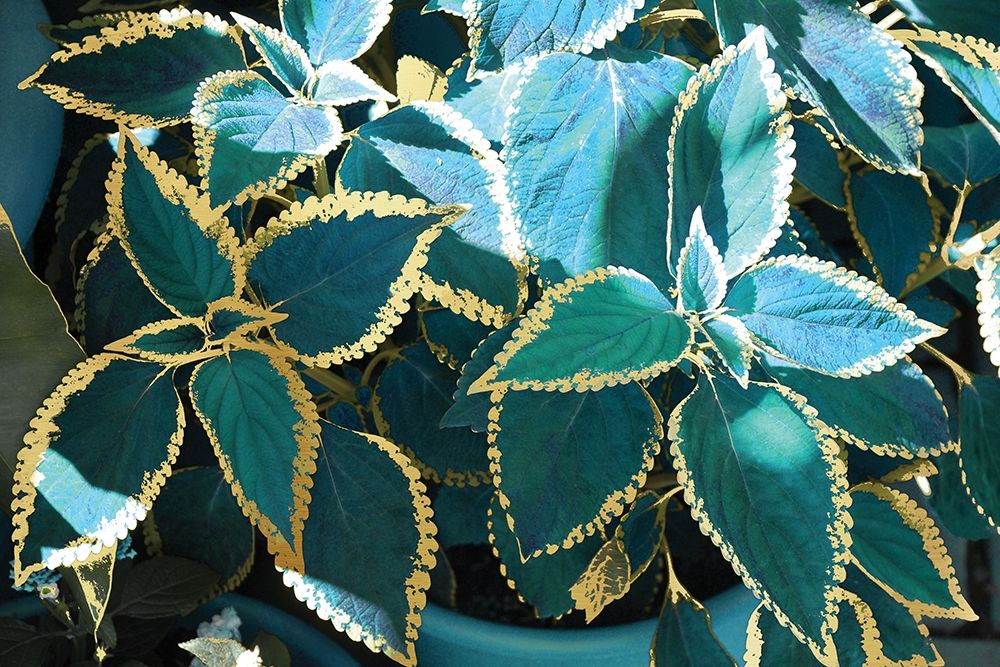 Tropical Leaves