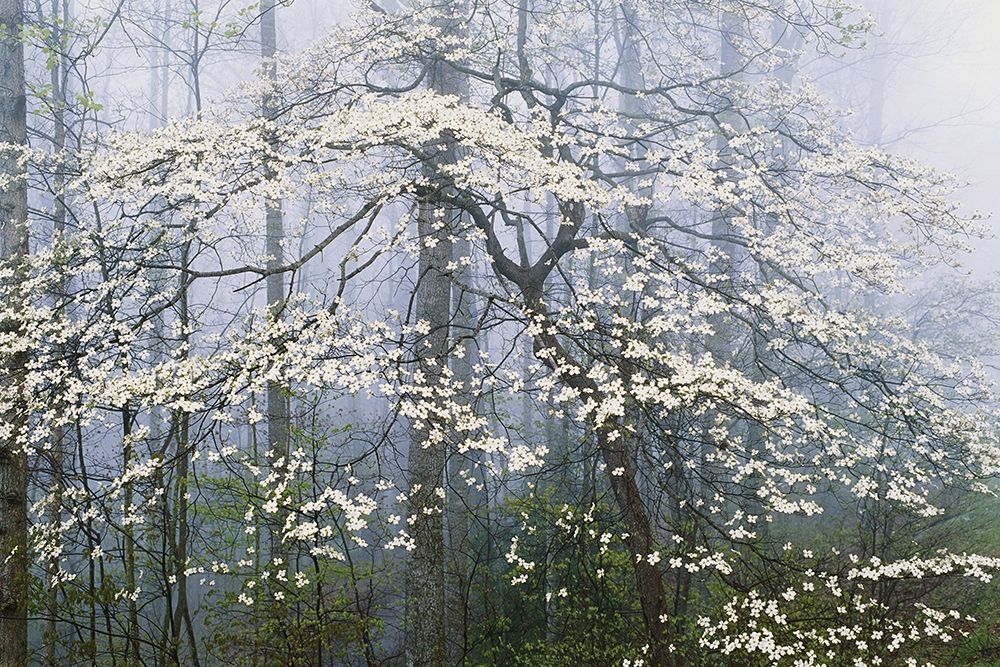 A. Jones _ Dogwood Canopy
