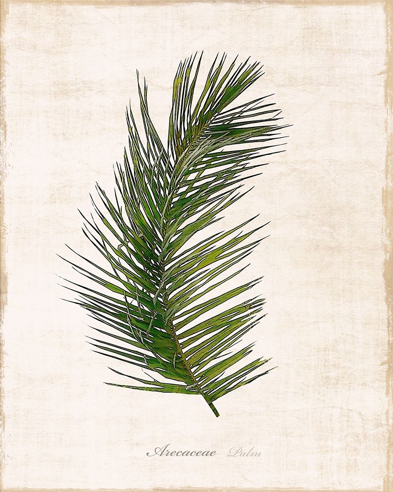 Palm Botanical II