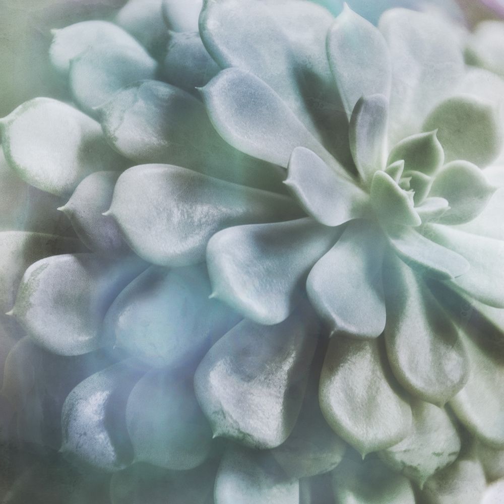 Soft Succulent I