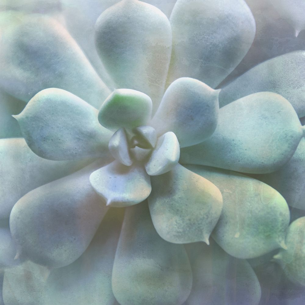 Soft Succulent II