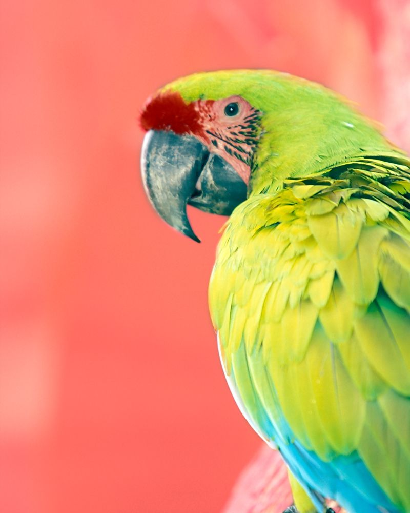 Green Macaw