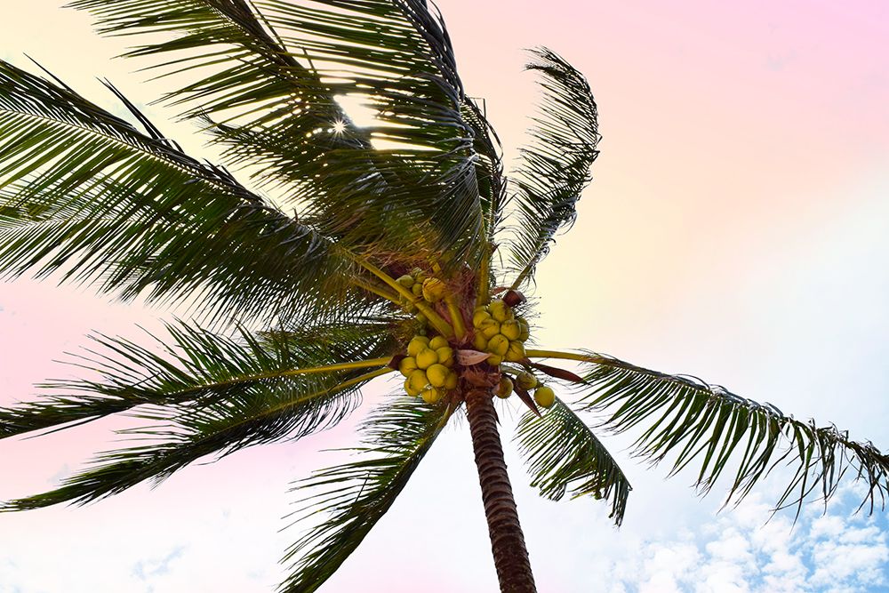 Palm Breeze