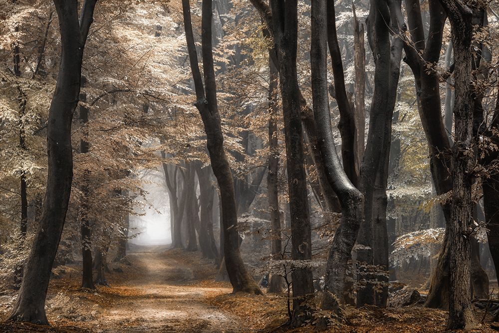 Forest Dimension