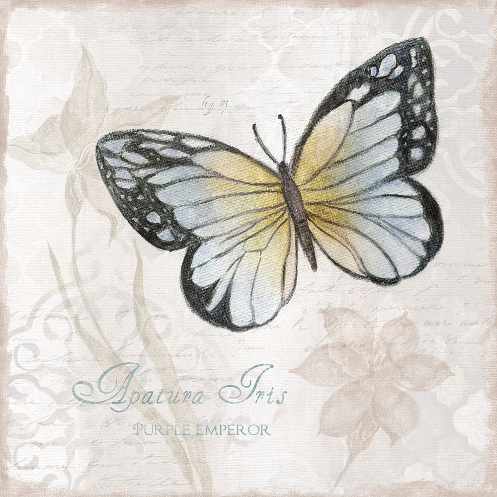 Postcard Butterfly IV