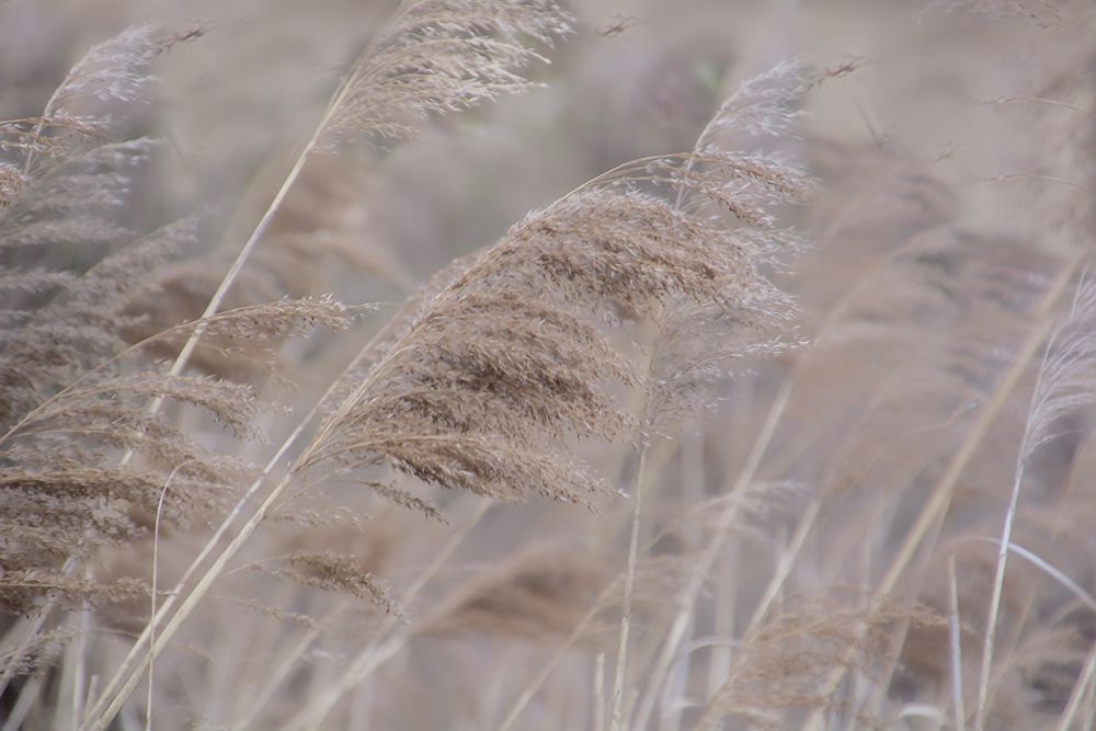 Pampas Field I