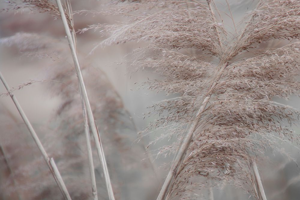 Pampas Field II