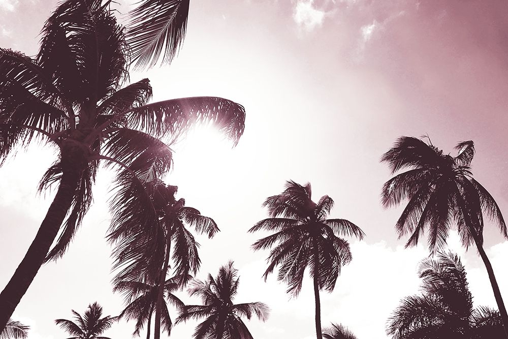 Palm Sunshine