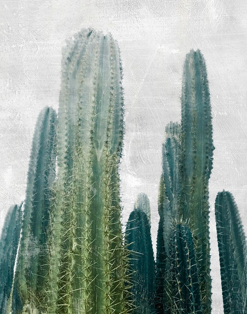 Aruba Cacti I
