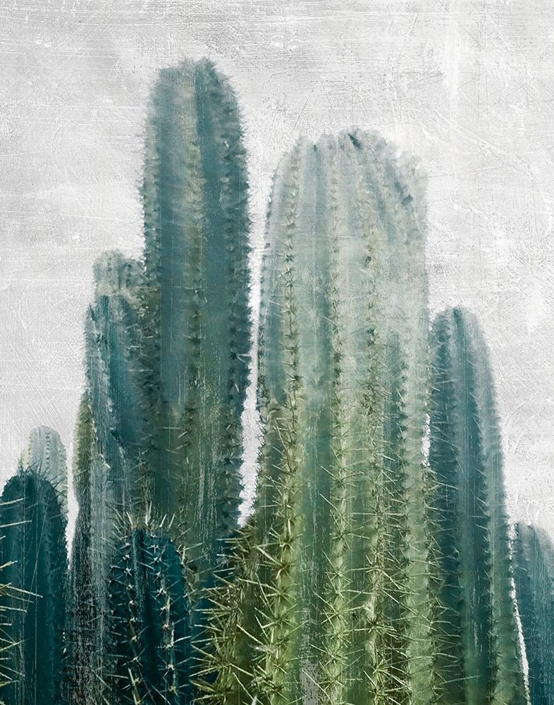 Aruba Cacti