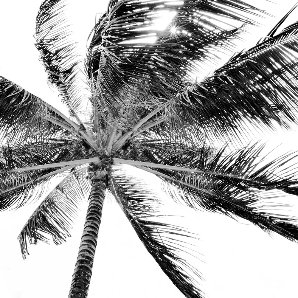 Tropic Breeze