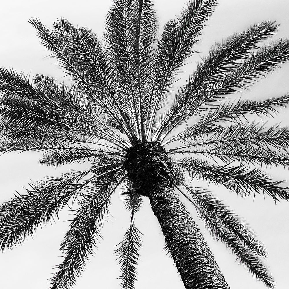 Skyward Palm