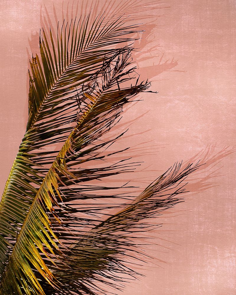 Honduras Palm
