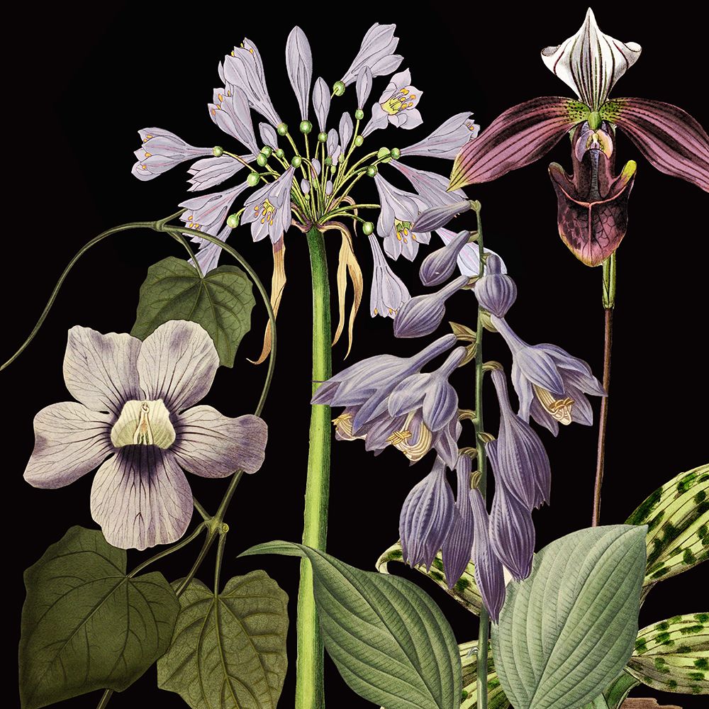 Dusty Plum Botanical I