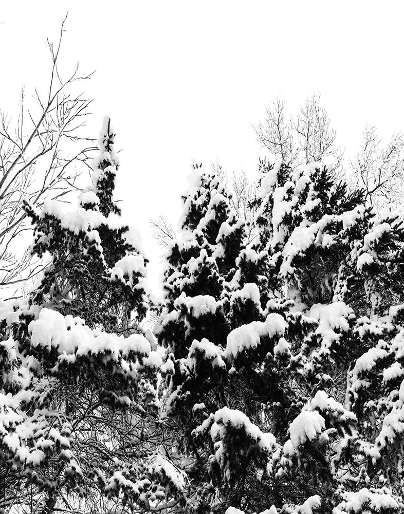 Wintery Dreams I