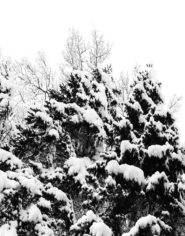 Wintery Dreams II