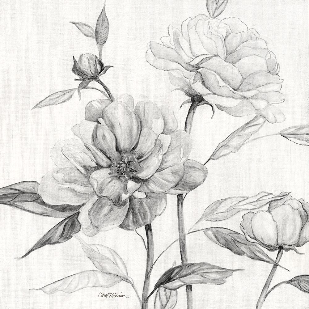 Linen Peony Sketch I