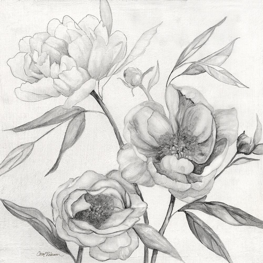 Linen Peony Sketch II