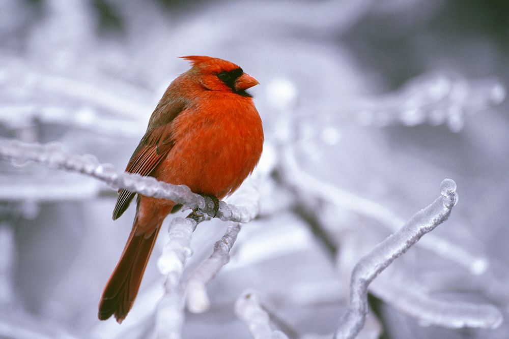 Winter Cardinal