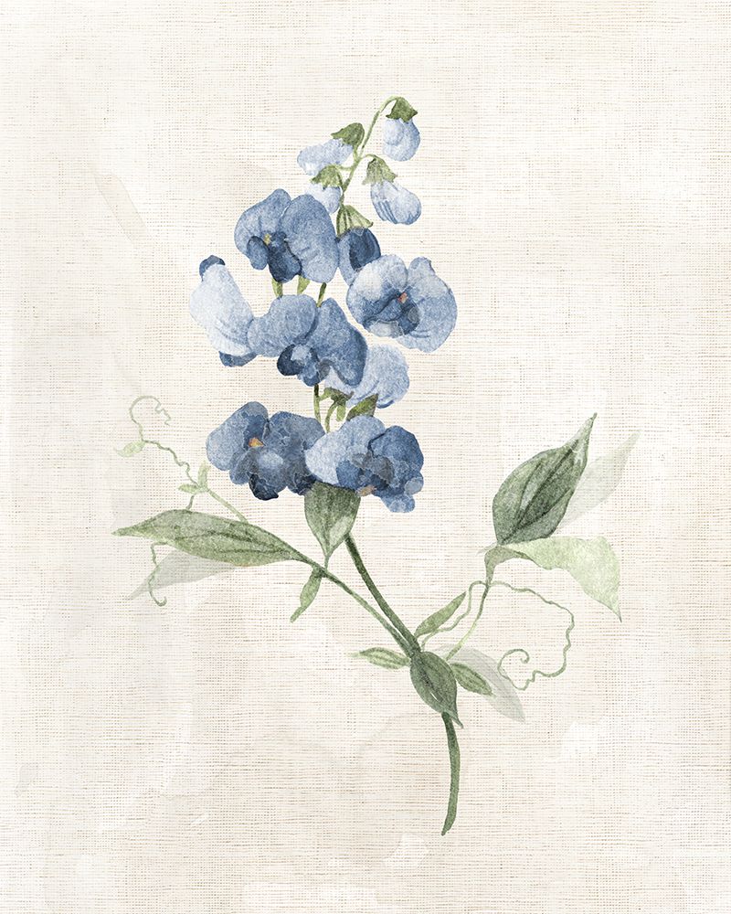 Farmhouse Periwinkle II