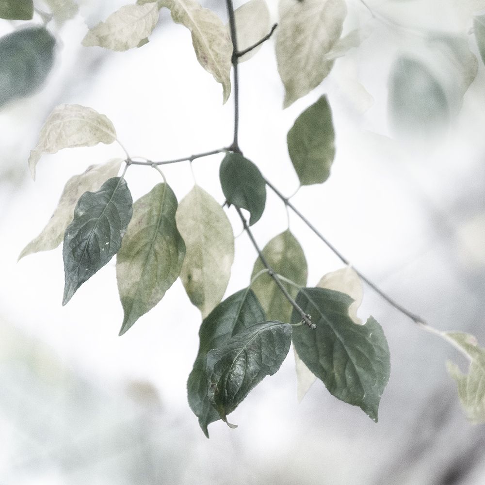 Quiet Green I