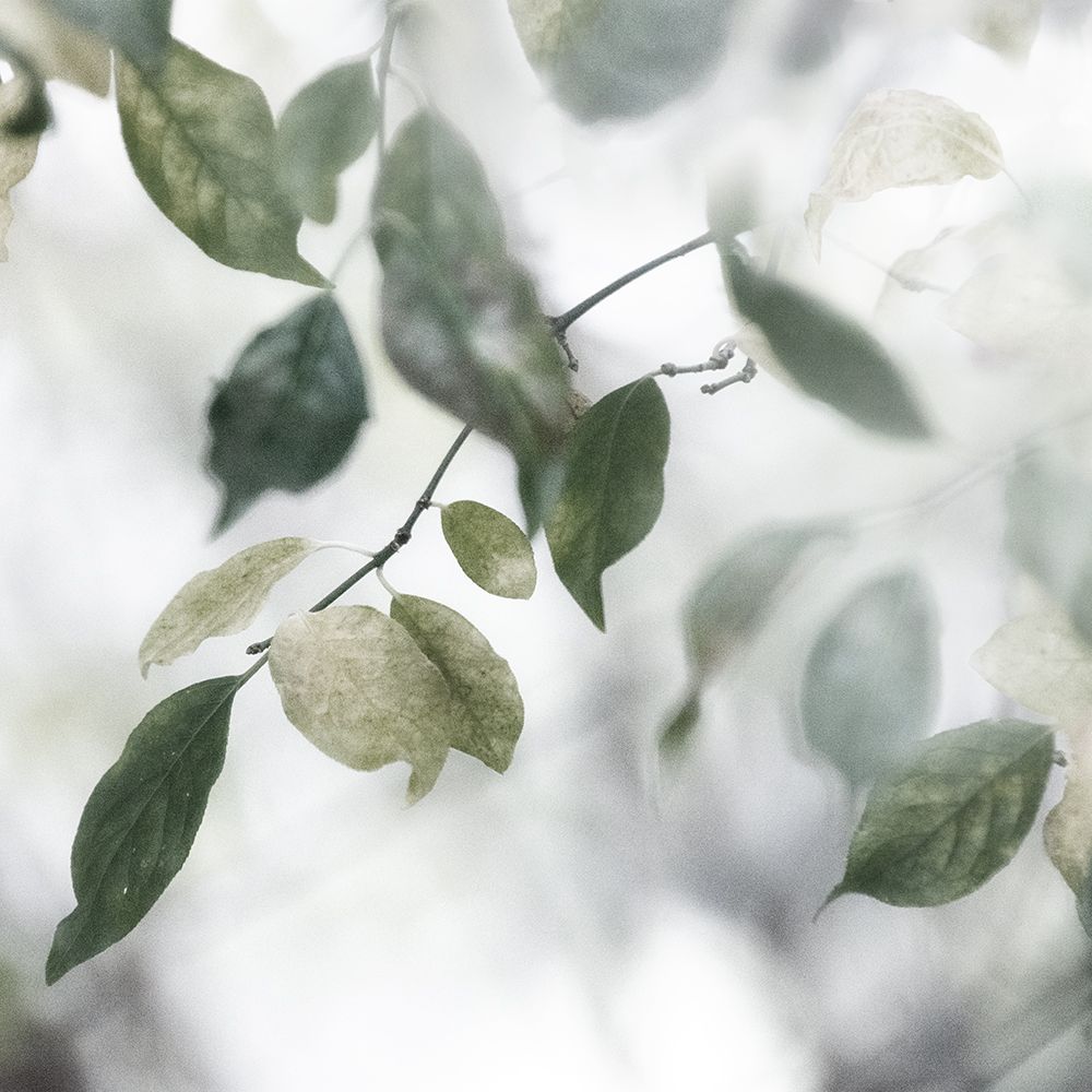 Quiet Green II
