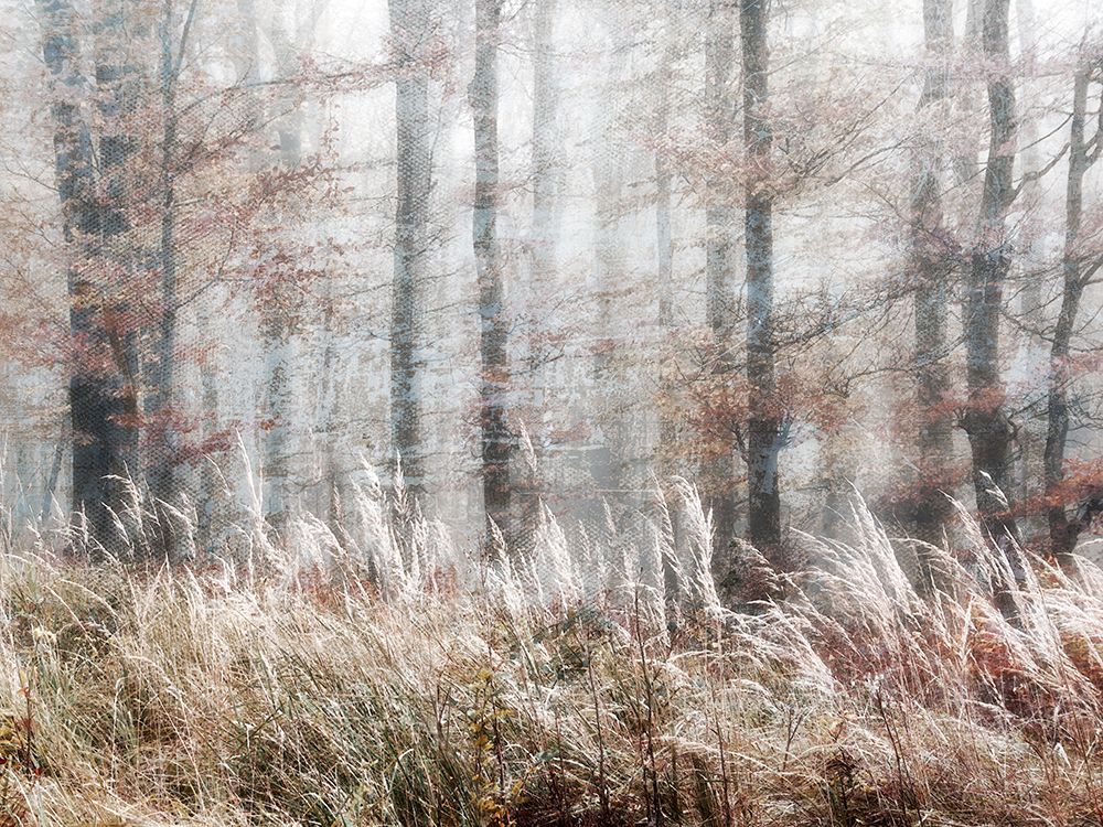 Always Magic in the Woods