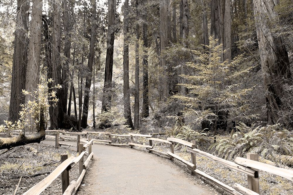 Solitude Path