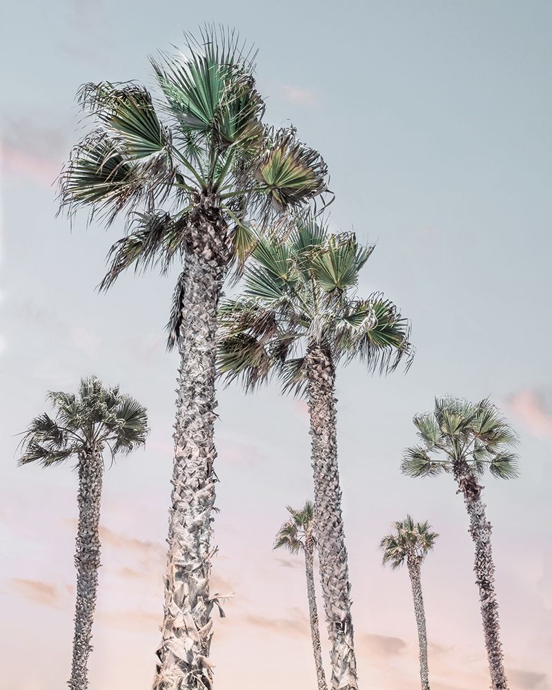 Palm Up II