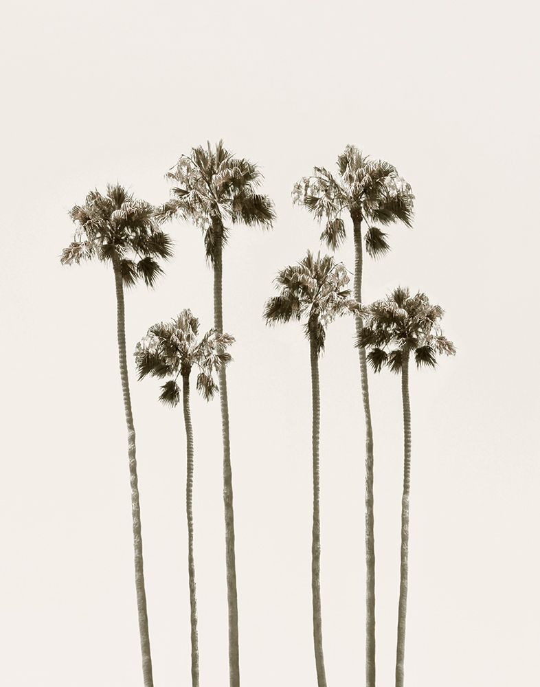 Palm Getaway