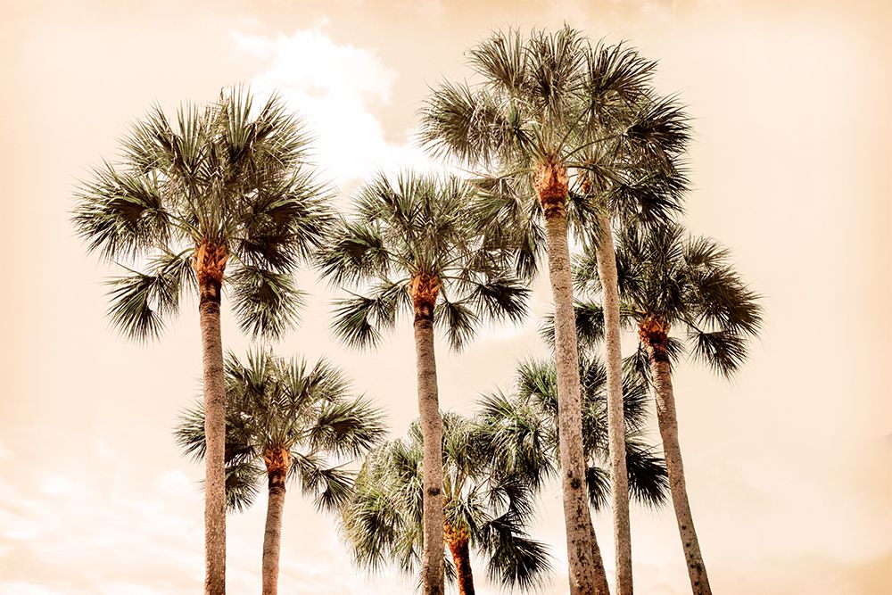 Blushing Palms