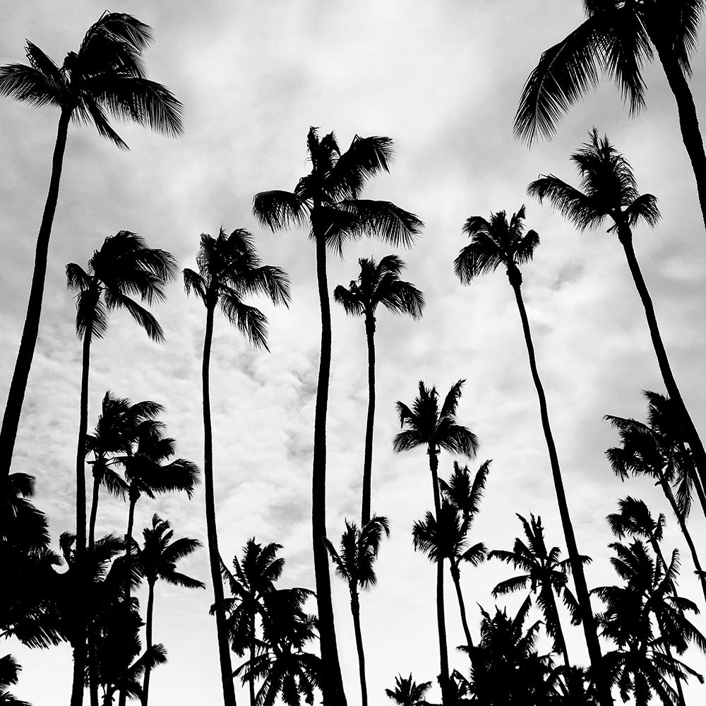 Palm Skies