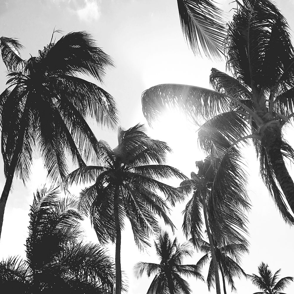 Caribbean Palms