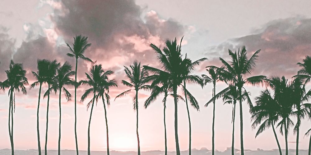 Island Palms