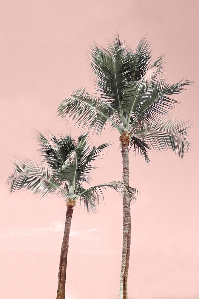 Aruba Pinks