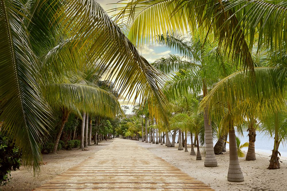Tropical Walkway